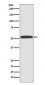 ARRB1 (18V13) Rabbit Monoclonal Antibody